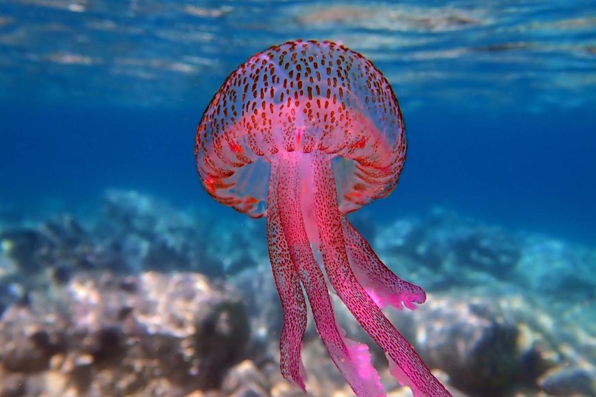 Jellyfish Blog Featured